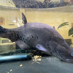 スポッテットナイフ　大型魚　熱帯魚の画像