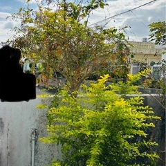 庭の木　名前がわかりませんの画像