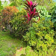 庭の木　名前がわかりませんの画像