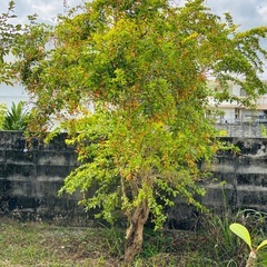 庭の木　名前がわかりませんの画像