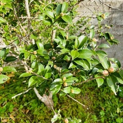 庭の木　名前がわかりませんの画像