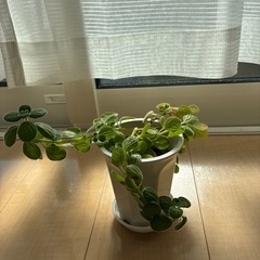 アロマティカスの画像