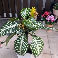 アフェランドラ・スクアローサ「ダニア」⭐︎観葉植物の画像