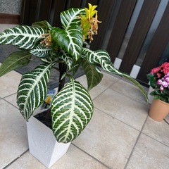 アフェランドラ・スクアローサ「ダニア」⭐︎観葉植物の画像