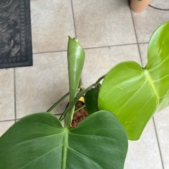 【12/19にとりに来れる方】モンステラの画像