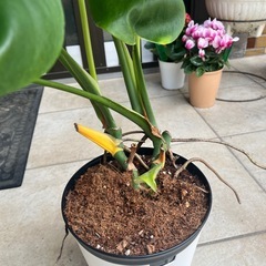 【12/19にとりに来れる方】モンステラの画像