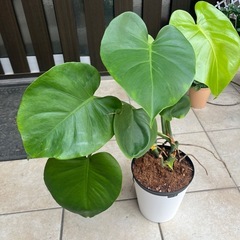 【12/19にとりに来れる方】モンステラの画像