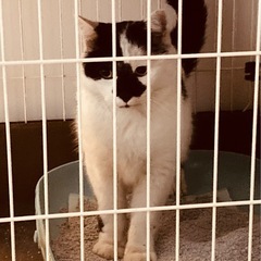 臆病な男の子推定5.6歳