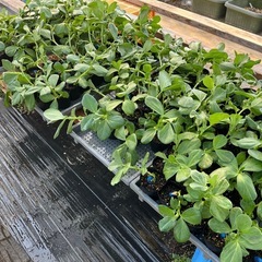 そら豆の苗の画像