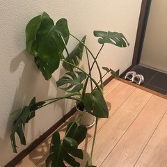 モンステラの画像