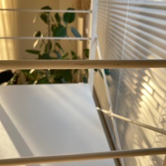 レンジラックの画像