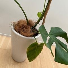 観葉植物　モンステラの画像