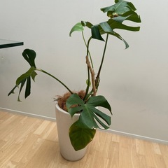 観葉植物　モンステラの画像