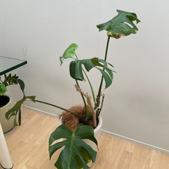 観葉植物　モンステラの画像