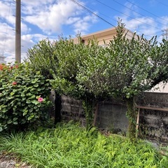 黒木　　植えてある黒木７本　の画像