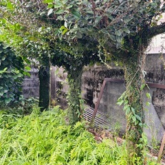 黒木　　植えてある黒木７本　の画像