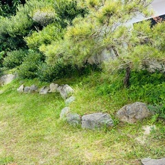 黒木　　植えてある黒木７本　の画像