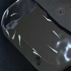 25年生まれ　メダカ　ミユキ　無選別10匹の画像