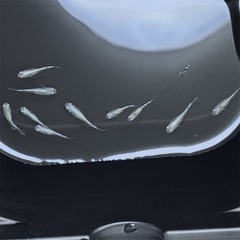 25年生まれ　メダカ　ミユキ　無選別10匹の画像