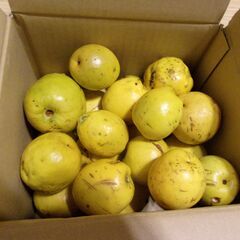 カリン　花梨　果実　20個　3kg程度の画像