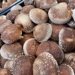 本日収穫　原木椎茸　生椎茸　キロ1000円の画像