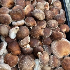 本日収穫　原木椎茸　生椎茸　キロ1000円の画像
