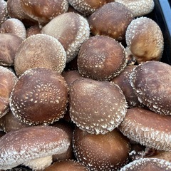 本日収穫　原木椎茸　生椎茸　キロ1000円の画像