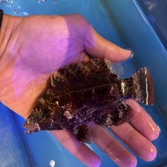 アカテンモチノウオ（幼魚）の画像