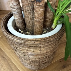 観葉植物　ユッカの画像