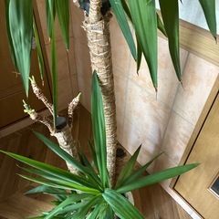 観葉植物　ユッカの画像