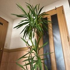 観葉植物　ユッカの画像