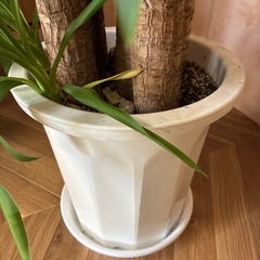 観葉植物　ユッカの画像