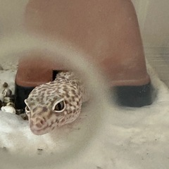 ヒョウモントカゲモドキ