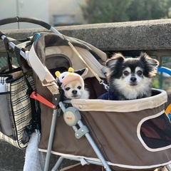 ペットカート　ペットバギー　GEXの画像