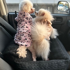 【女性限定】徳島市｜外出や日常のちょっとした付き添いをお手…