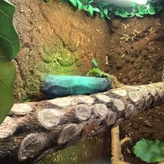 ヘゴの木、ジャングルヴァイン、爬虫類用ハンモック、コルクバークの画像