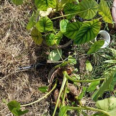 モンステラ観葉植物3つの画像