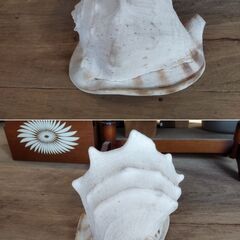貝殻 トウカムリ貝 巻貝 置物 オブジェ インテリア　/MJ-1327 2Fの画像