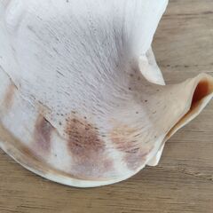 貝殻 トウカムリ貝 巻貝 置物 オブジェ インテリア　/MJ-1327 2Fの画像