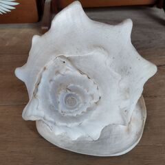 貝殻 トウカムリ貝 巻貝 置物 オブジェ インテリア　/MJ-1327 2Fの画像