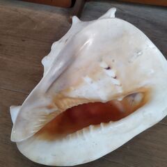 貝殻 トウカムリ貝 巻貝 置物 オブジェ インテリア　/MJ-1327 2Fの画像