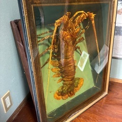 伊勢エビはくせいの画像