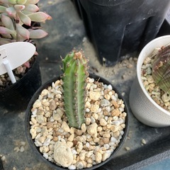 【珍奇植物】多肉植物　鉄錫杖の画像