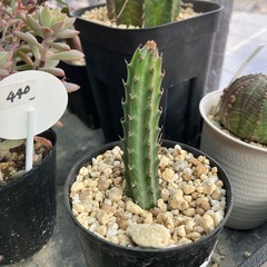 【珍奇植物】多肉植物　鉄錫杖の画像