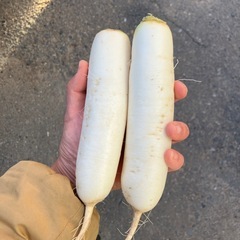 信州上野大根(1kgあたりの画像