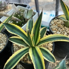 【特選子株】アガベ　五色万代　①の画像