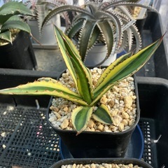 【特選子株】アガベ　五色万代　子株②の画像