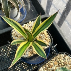 【特選子株】アガベ　五色万代　子株②の画像