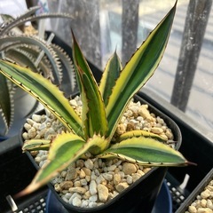 【特選子株】アガベ　五色万代　子株②の画像