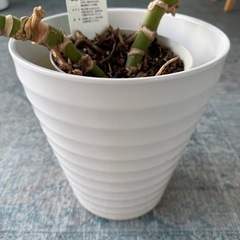 モンステラ（観葉植物）鉢付き｜0円｜引き取り限定の画像